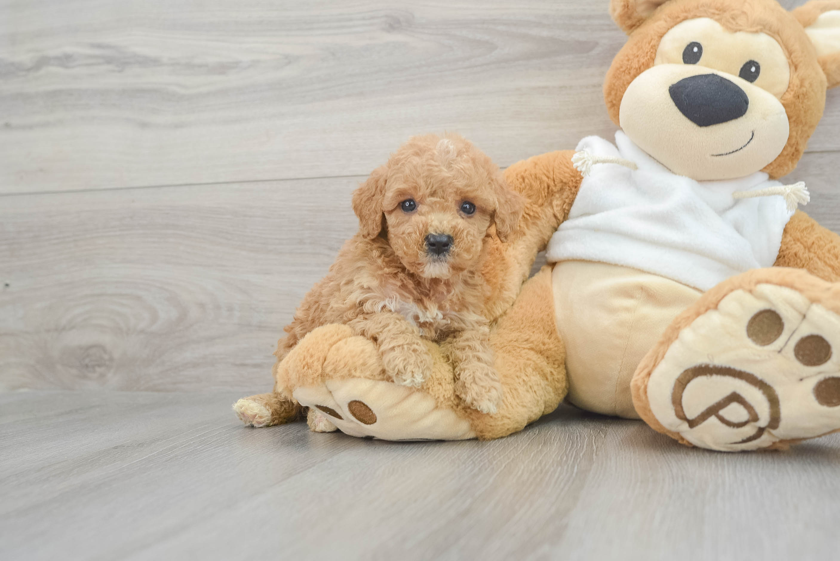 Mini Goldendoodle Puppy for Adoption