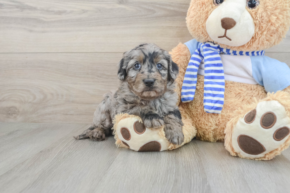 Energetic Golden Doodle Poodle Mix Puppy