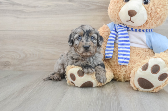 Energetic Golden Doodle Poodle Mix Puppy