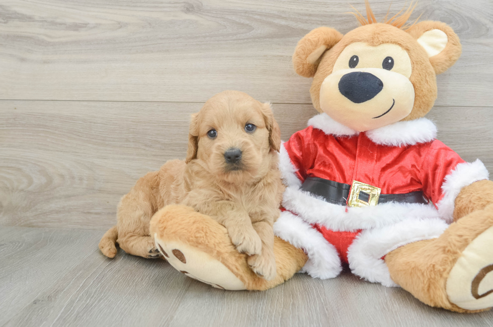 5 week old Mini Goldendoodle Puppy For Sale - Florida Fur Babies