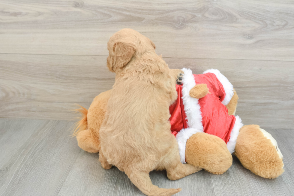 Funny Mini Goldendoodle Poodle Mix Pup