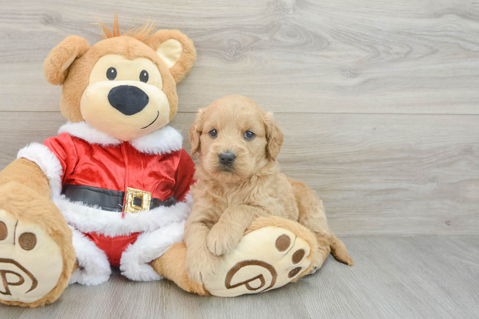 Best Mini Goldendoodle Baby