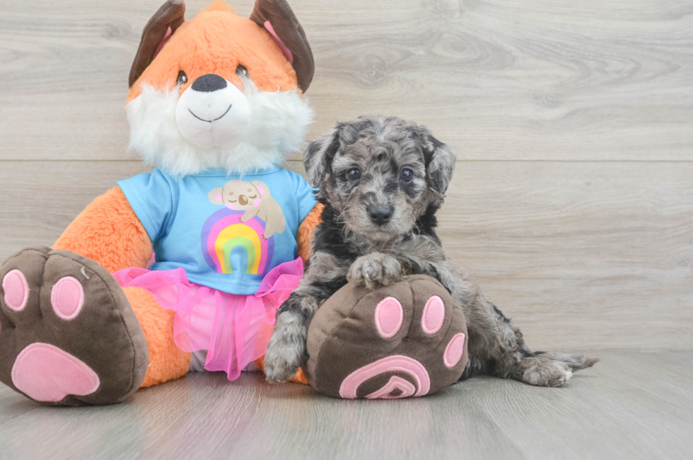 5 week old Mini Goldendoodle Puppy For Sale - Florida Fur Babies
