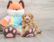7 week old Mini Goldendoodle Puppy For Sale - Florida Fur Babies