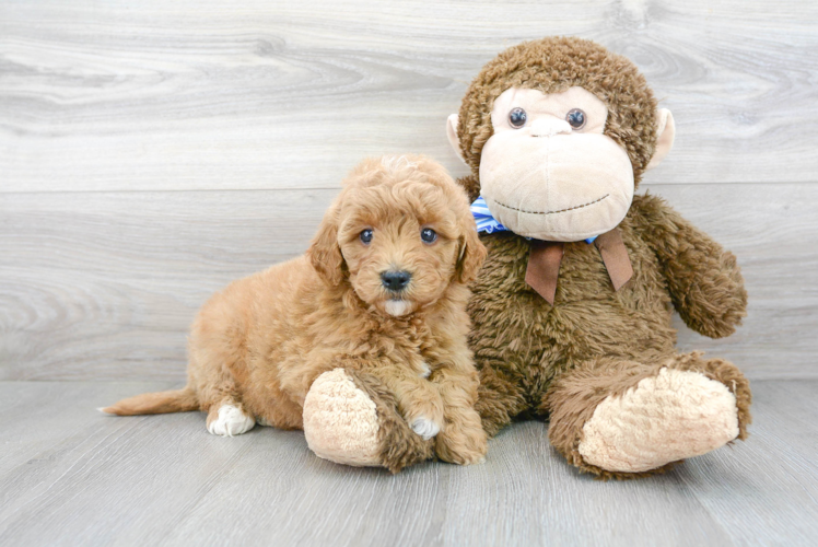 Meet Belle - our Mini Goldendoodle Puppy Photo 1/3 - Florida Fur Babies