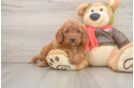 Happy Mini Goldendoodle Baby