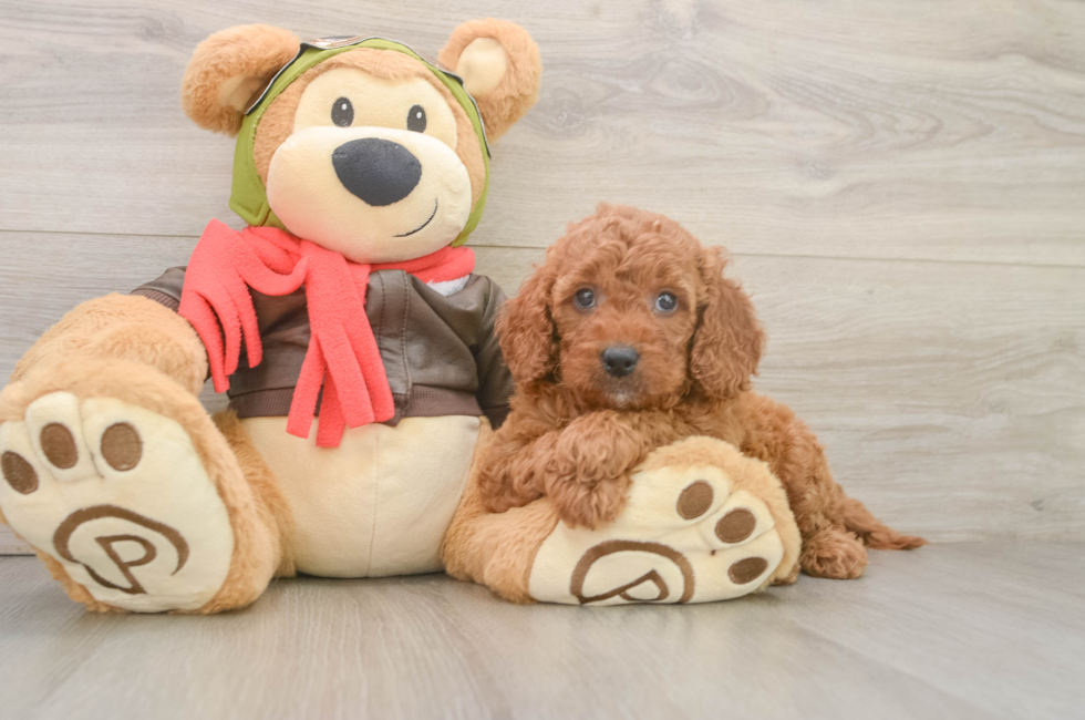 6 week old Mini Goldendoodle Puppy For Sale - Florida Fur Babies