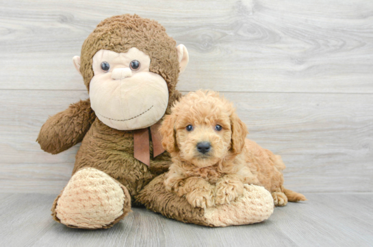 Smart Mini Goldendoodle Poodle Mix Pup