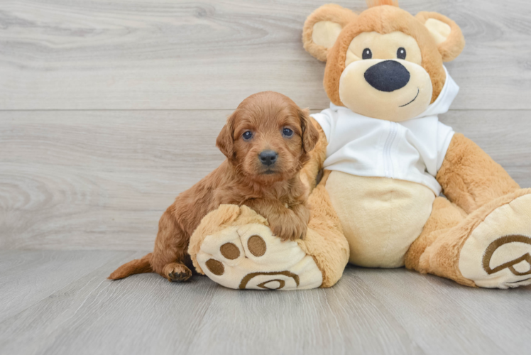 Hypoallergenic Golden Retriever Poodle Mix Puppy