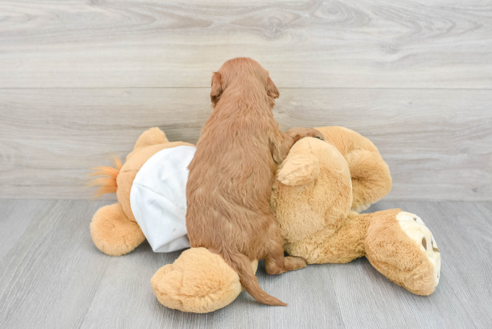 Best Mini Goldendoodle Baby