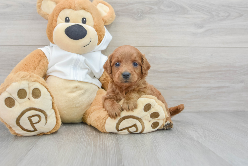Playful Golden Retriever Poodle Mix Puppy