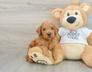 8 week old Mini Goldendoodle Puppy For Sale - Florida Fur Babies
