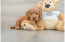 Mini Goldendoodle Pup Being Cute