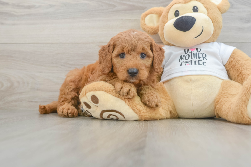 Mini Goldendoodle Pup Being Cute