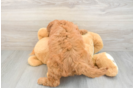 Best Mini Goldendoodle Baby