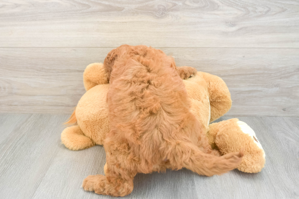 Best Mini Goldendoodle Baby