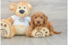 Mini Goldendoodle Pup Being Cute