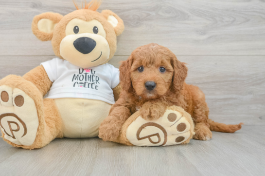 Mini Goldendoodle Pup Being Cute