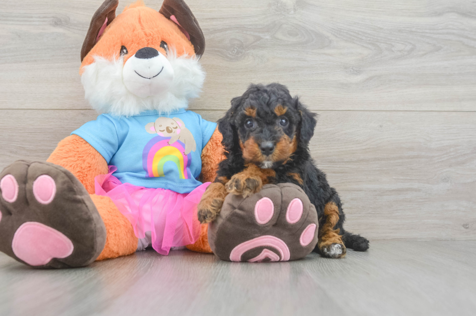 5 week old Mini Goldendoodle Puppy For Sale - Florida Fur Babies
