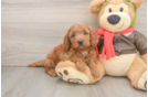 Funny Mini Goldendoodle Poodle Mix Pup
