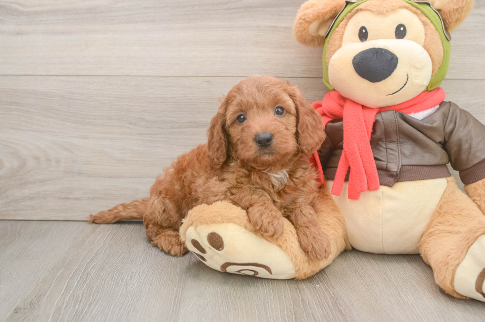 6 week old Mini Goldendoodle Puppy For Sale - Florida Fur Babies