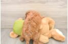 Smart Mini Goldendoodle Poodle Mix Pup