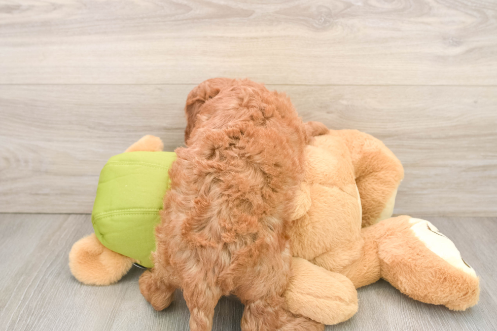 Smart Mini Goldendoodle Poodle Mix Pup