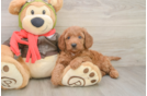 Friendly Mini Goldendoodle Baby