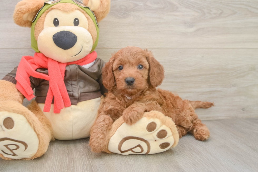 Friendly Mini Goldendoodle Baby