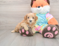7 week old Mini Goldendoodle Puppy For Sale - Florida Fur Babies
