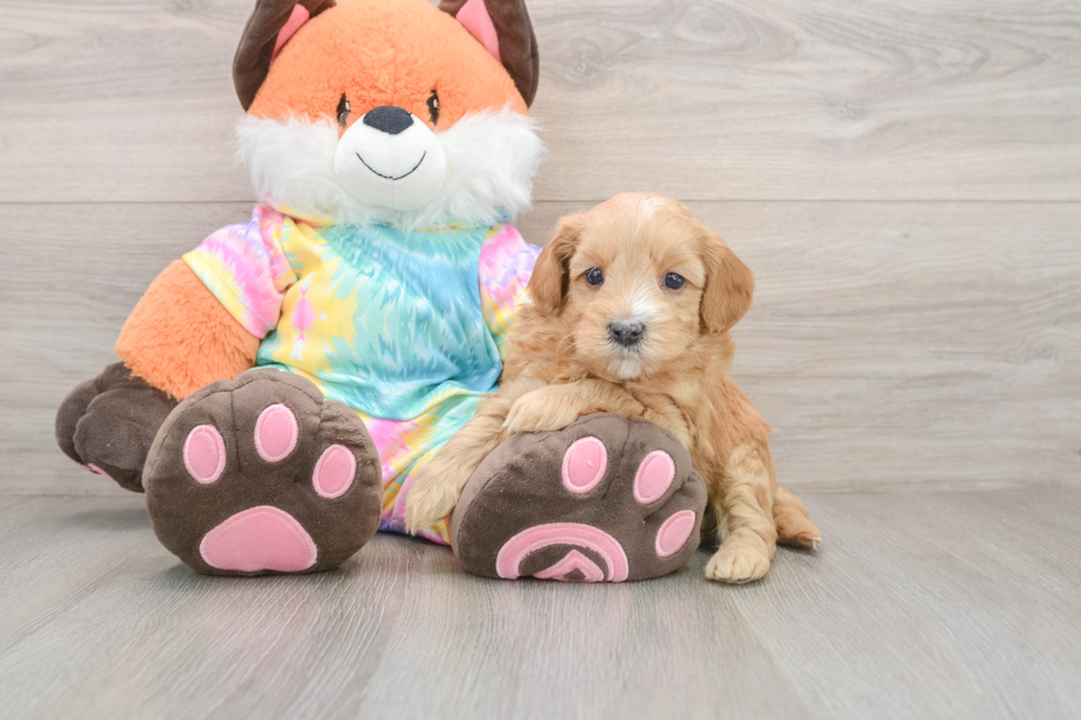 Mini Goldendoodle Pup Being Cute