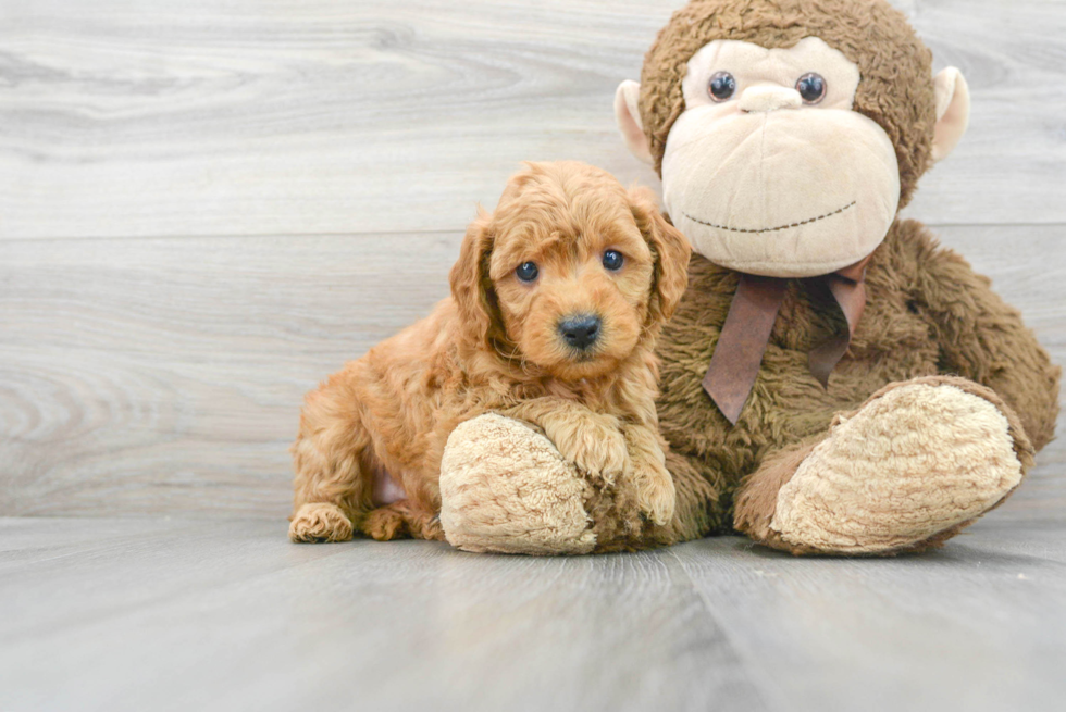 golden retriever poodle mix puppy