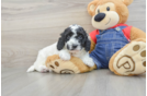 Mini Goldendoodle Pup Being Cute