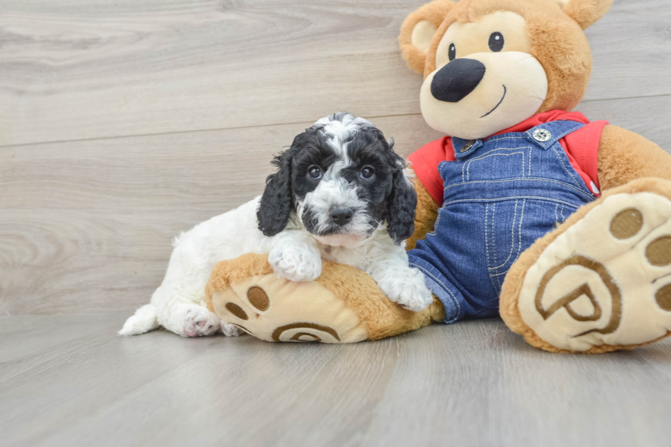 Mini Goldendoodle Pup Being Cute