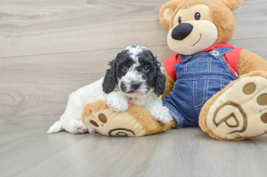 Mini Goldendoodle Pup Being Cute