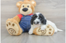 Adorable Golden Retriever Poodle Mix Poodle Mix Puppy