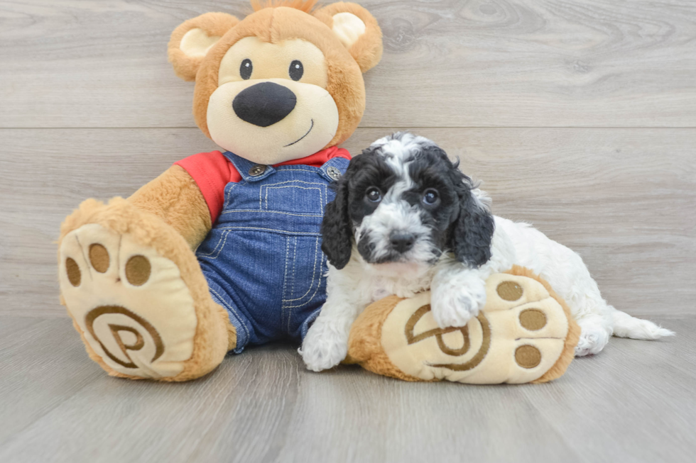 Adorable Golden Retriever Poodle Mix Poodle Mix Puppy