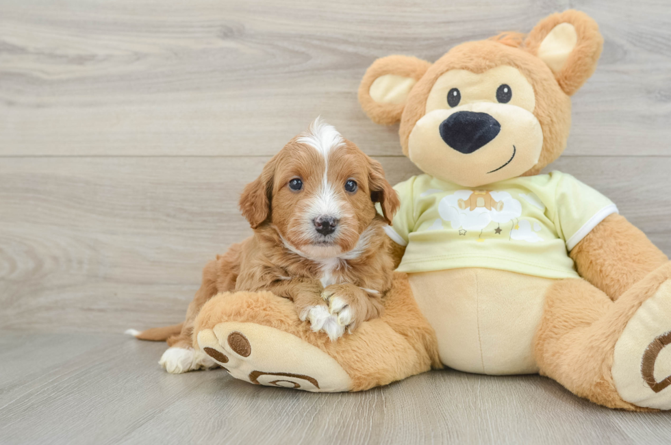 6 week old Mini Goldendoodle Puppy For Sale - Florida Fur Babies