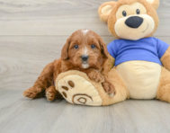 7 week old Mini Goldendoodle Puppy For Sale - Florida Fur Babies
