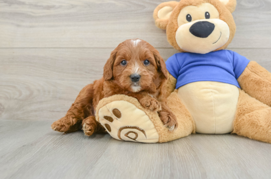 Mini Goldendoodle Puppy for Adoption
