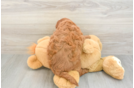 Mini Goldendoodle Puppy for Adoption