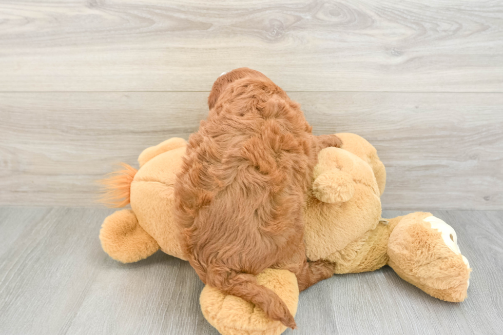 Mini Goldendoodle Puppy for Adoption