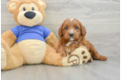 Fluffy Mini Goldendoodle Poodle Mix Pup