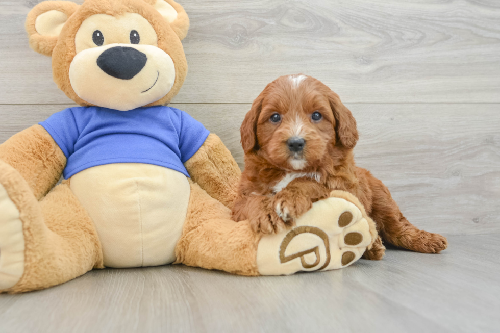 Fluffy Mini Goldendoodle Poodle Mix Pup