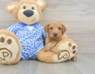 8 week old Mini Goldendoodle Puppy For Sale - Florida Fur Babies