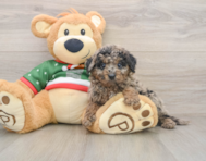 5 week old Mini Goldendoodle Puppy For Sale - Florida Fur Babies