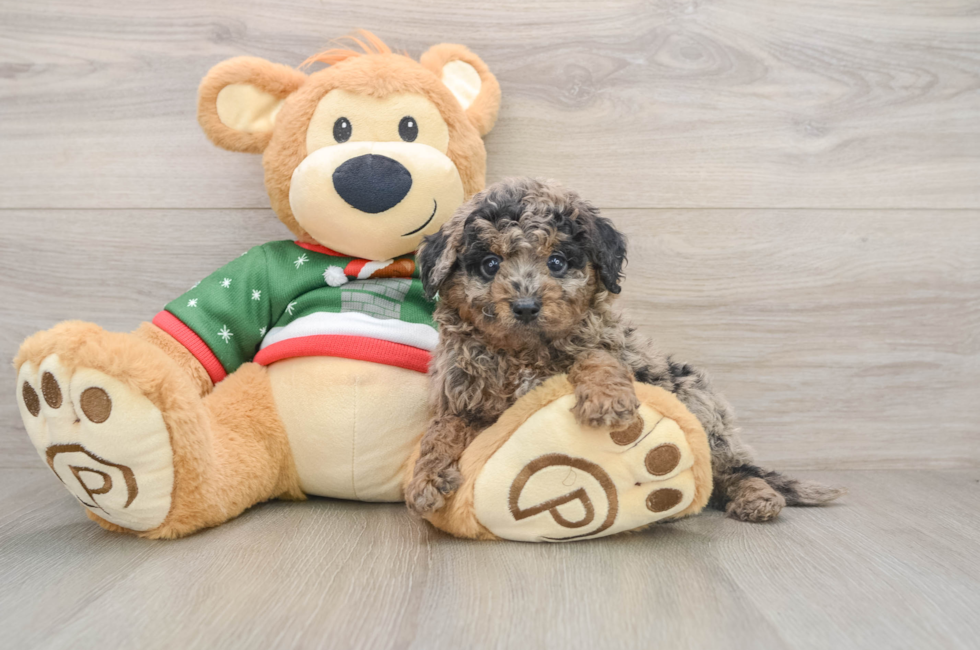 5 week old Mini Goldendoodle Puppy For Sale - Florida Fur Babies