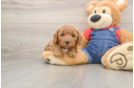 Mini Goldendoodle Puppy for Adoption