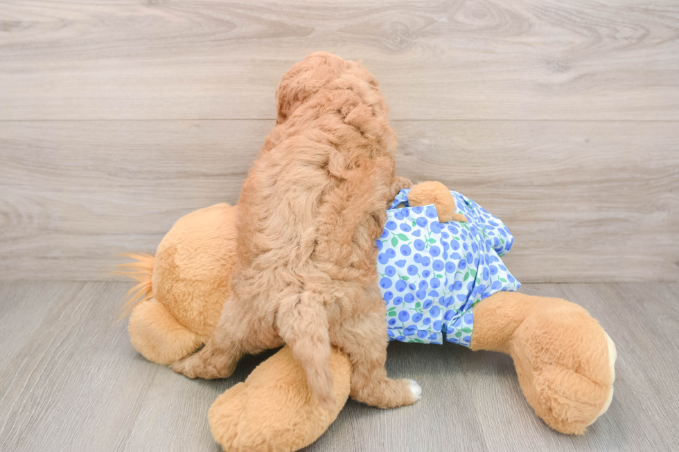 Mini Goldendoodle Pup Being Cute