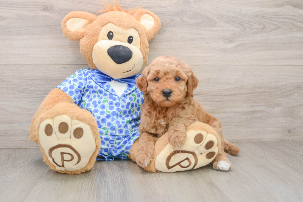 Best Mini Goldendoodle Baby